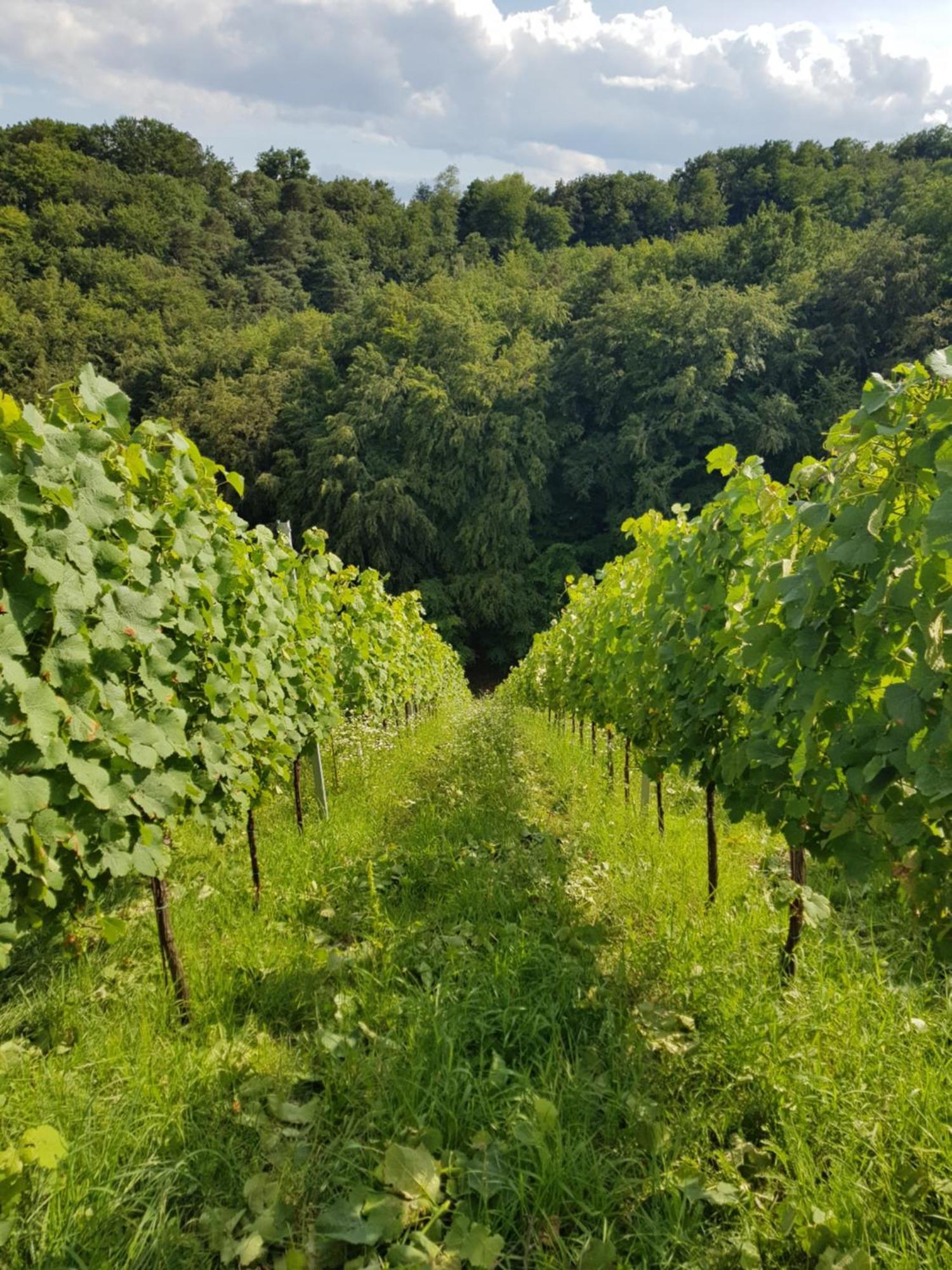 Vila Wine House Kaloh Maribor Exteriér fotografie